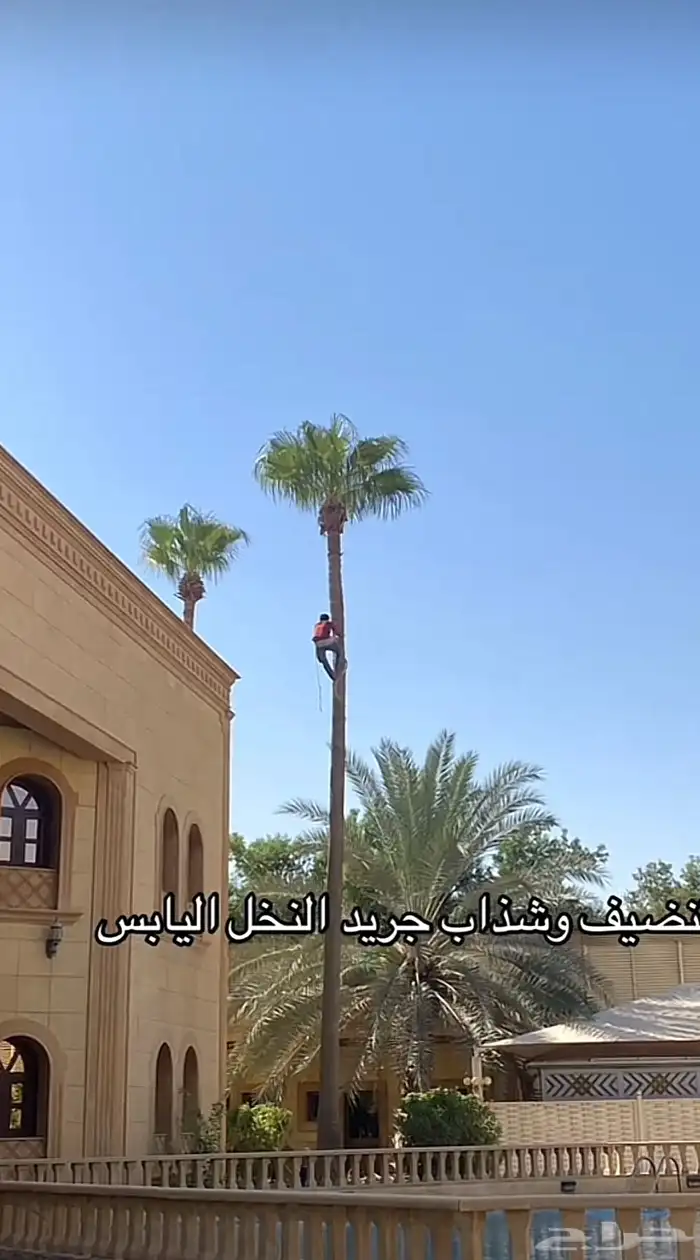 تنضيف وقص السعف (الجريد)النخل اليابس طلع نخل حتا 15م 0