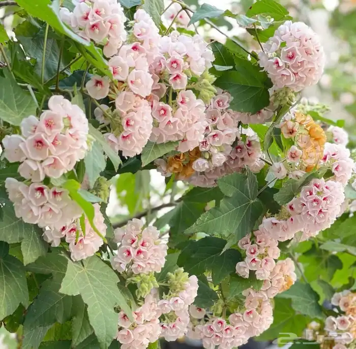 نوادر الجهنميات جهنمية طماطية وجهنمية مبرقش اخضر ياسمين مطعم 15