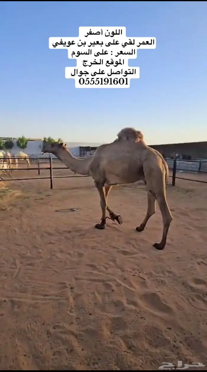 بعير 2