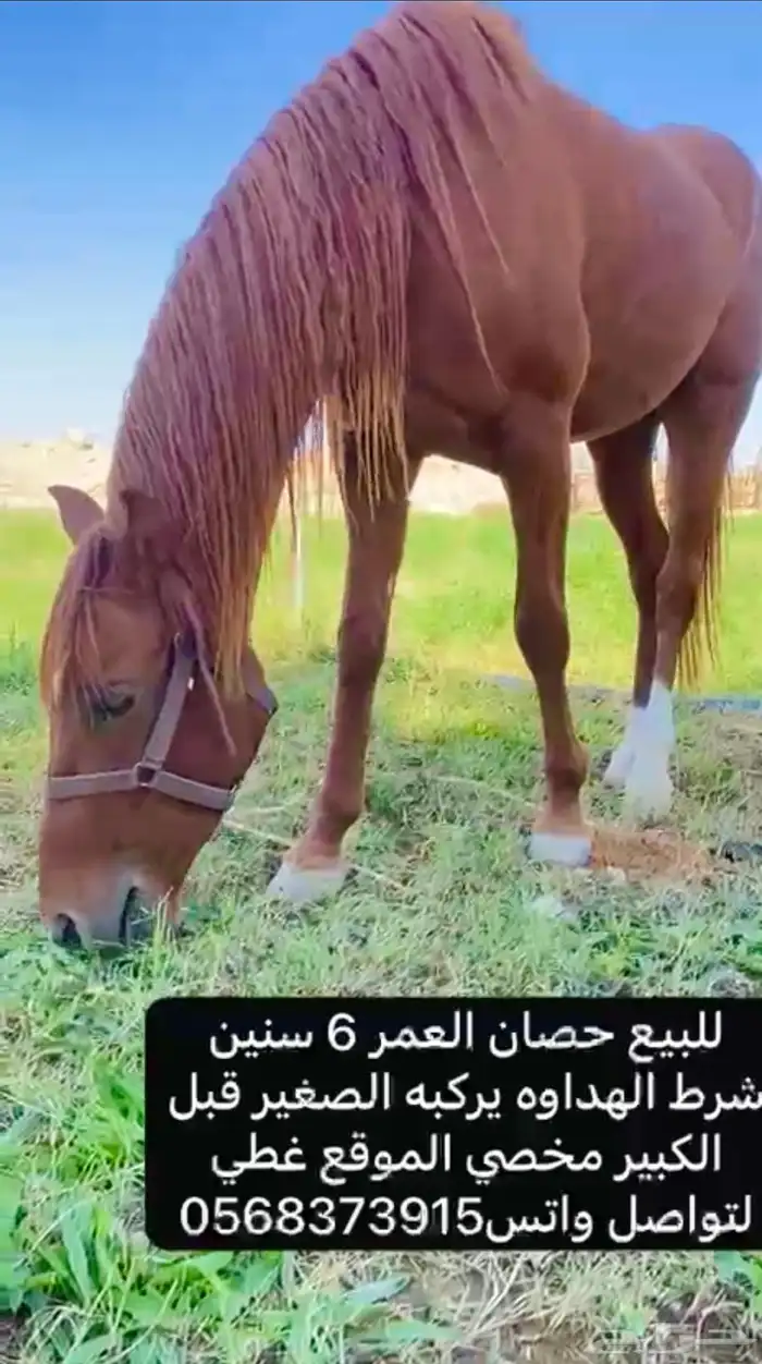 خيل للبيع 0
