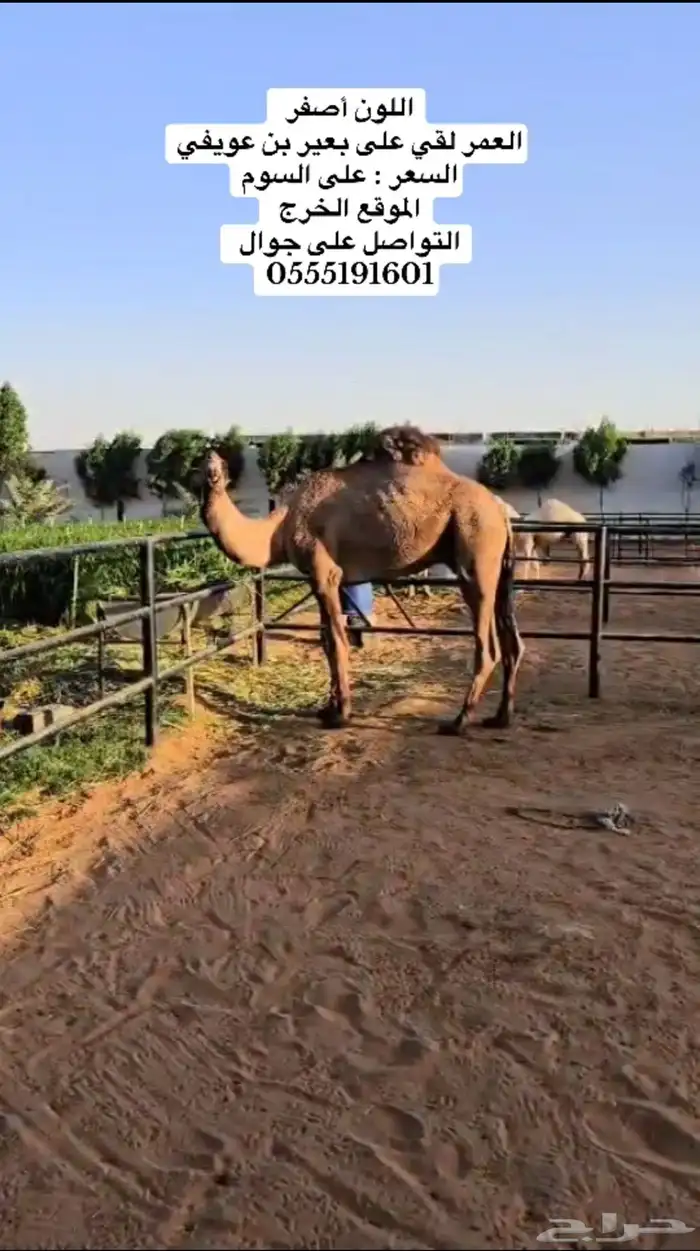 بعير 0