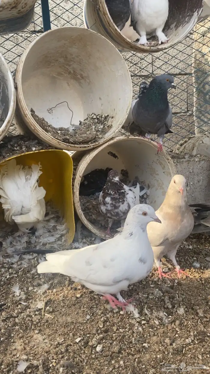 حمام للبيع 4