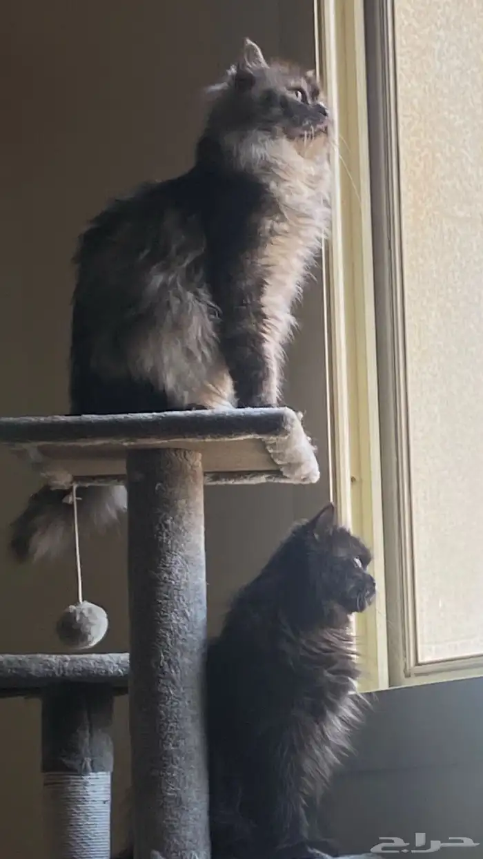 قطوه بجده للبيع 0