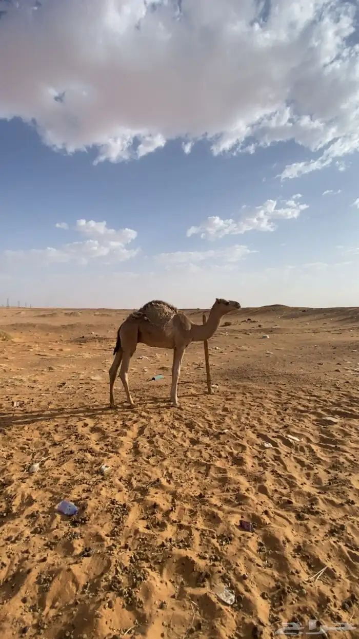 قعود للبيع على لبن امه 0