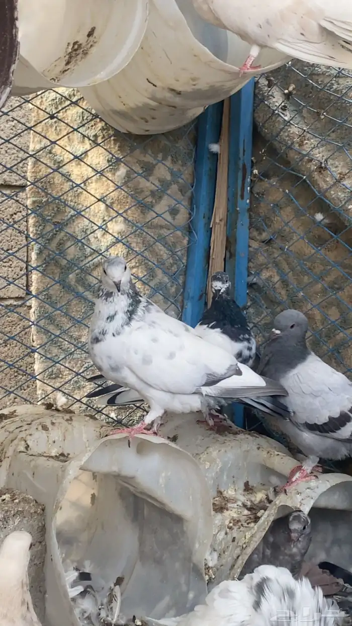 حمام للبيع 3