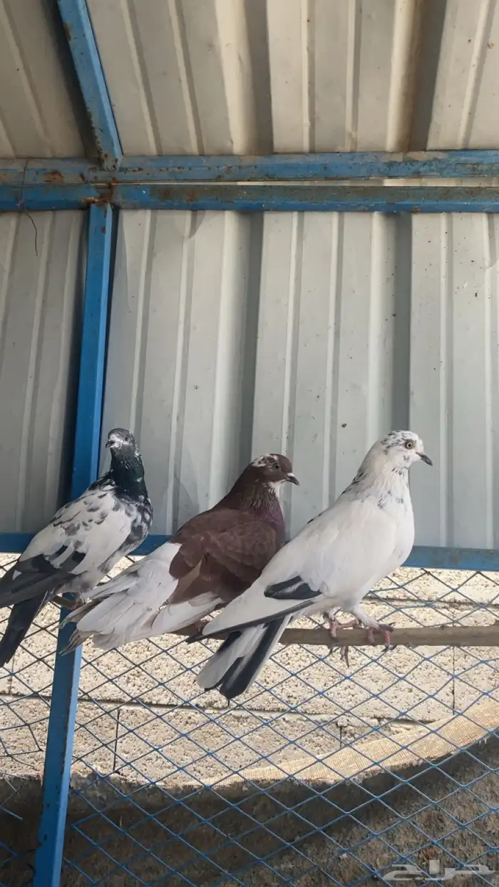 حمام للبيع 0