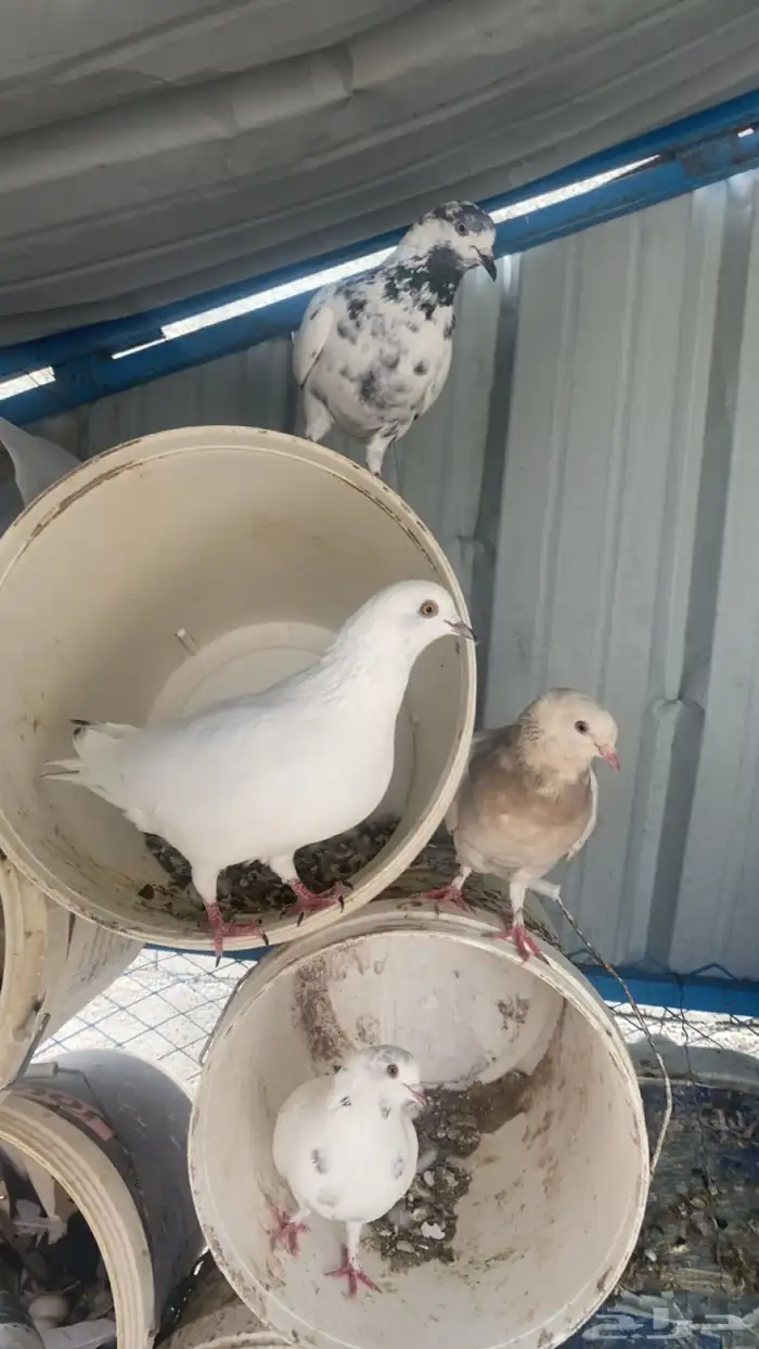 حمام للبيع 12