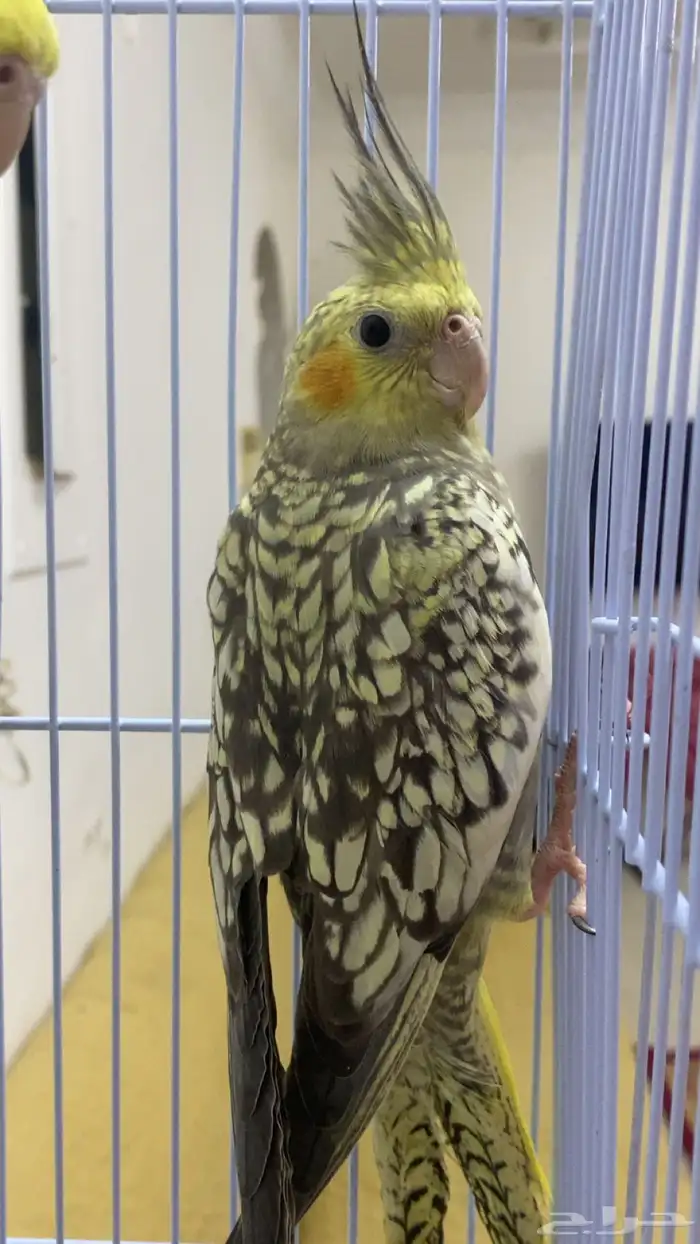 كروان فراشه 0