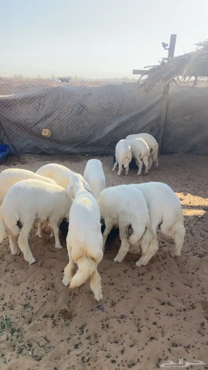 طليان ورخال بهم 4