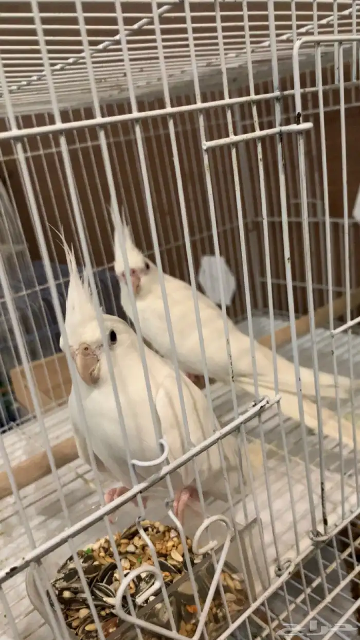 زوج كروان البينو 1
