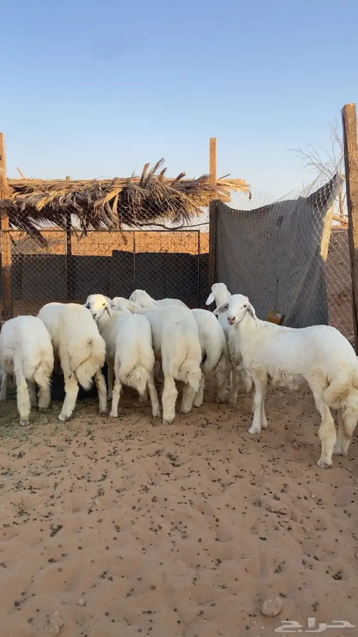 طليان ورخال بهم 6