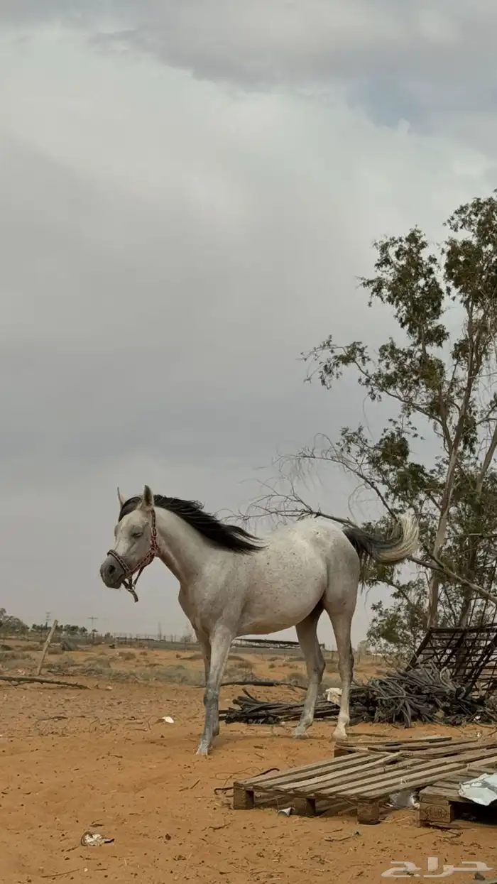 فرس 0