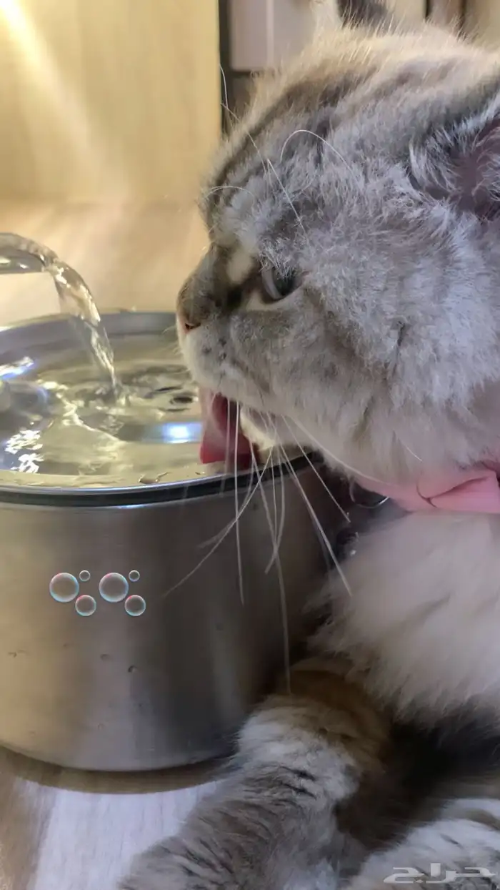 ملجأ فندق قطط منزلي مؤقت جده 5