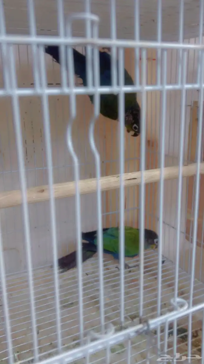 زوج كنيور كرمسون بفروخه 1