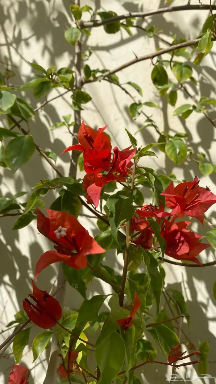 نوادر الجهنميات جهنمية طماطية وجهنمية مبرقش اخضر ياسمين مطعم 1