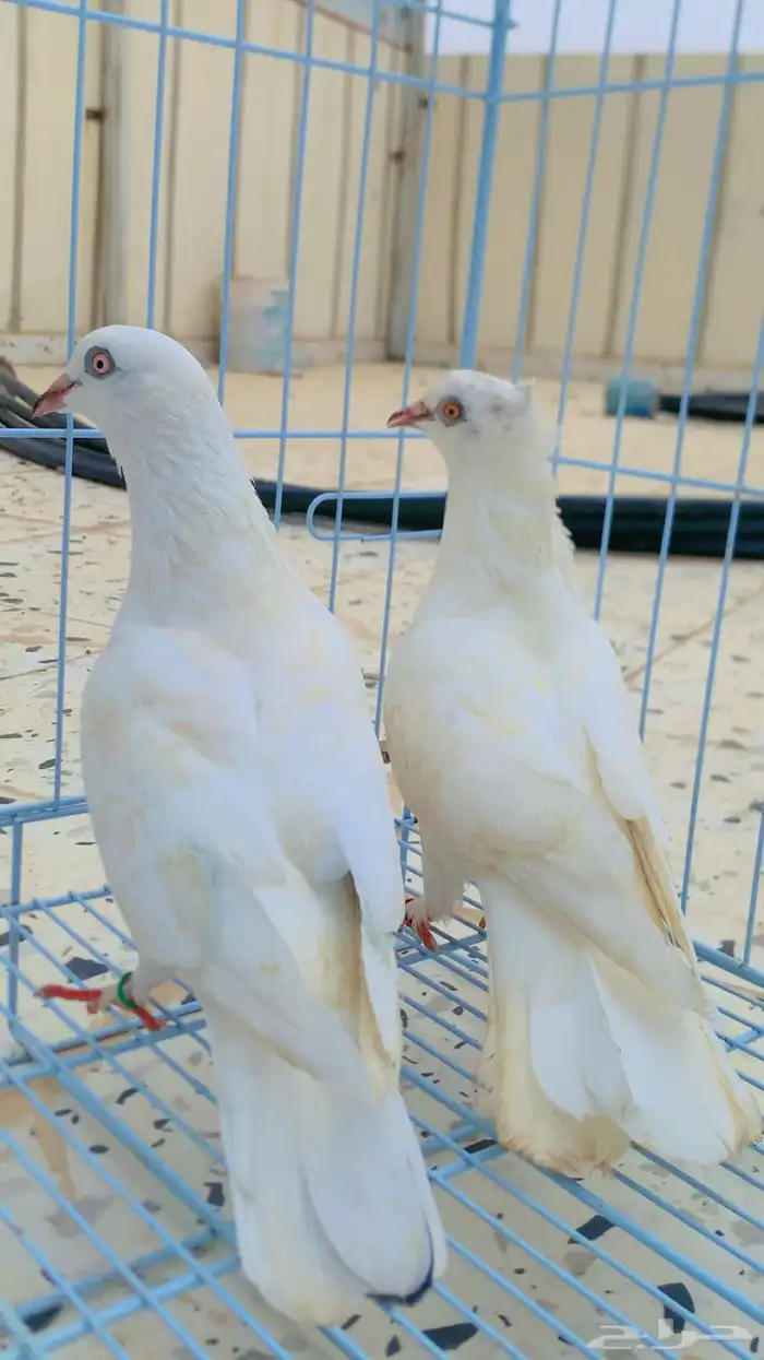 حمام زوج صنعاني 0