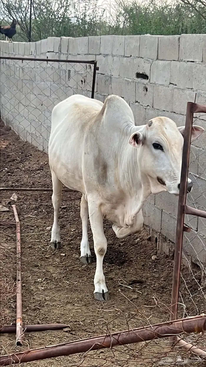 بقره ثنيه دافع للبيع 1