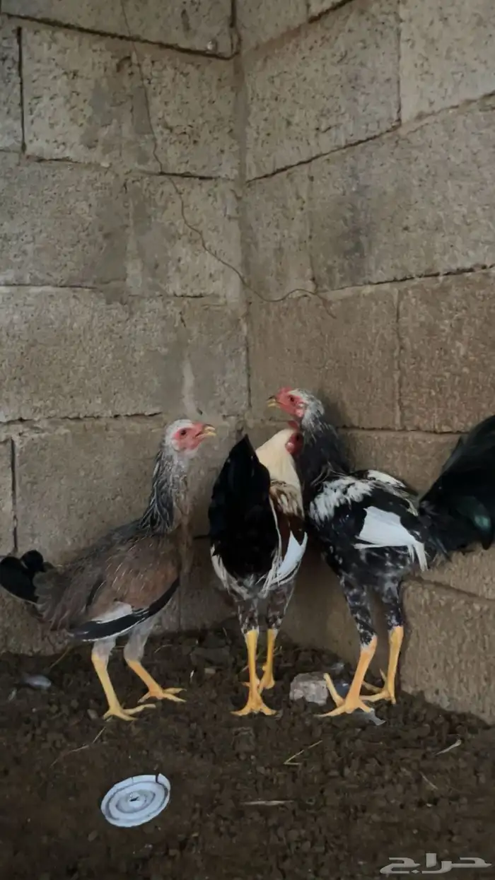 للبيع دجاج مهجن بلدي وباكستاني العدد 2 ديوك 2دجاجه 0