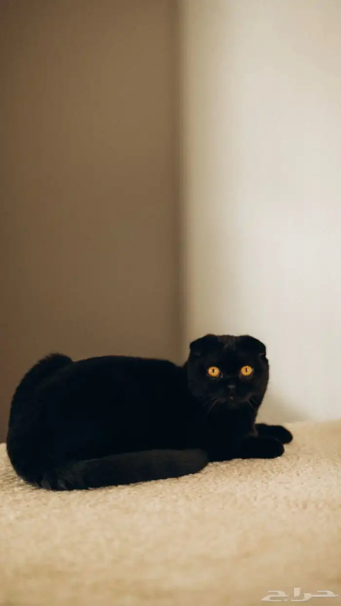 ملجأ فندق قطط منزلي مؤقت جده 3