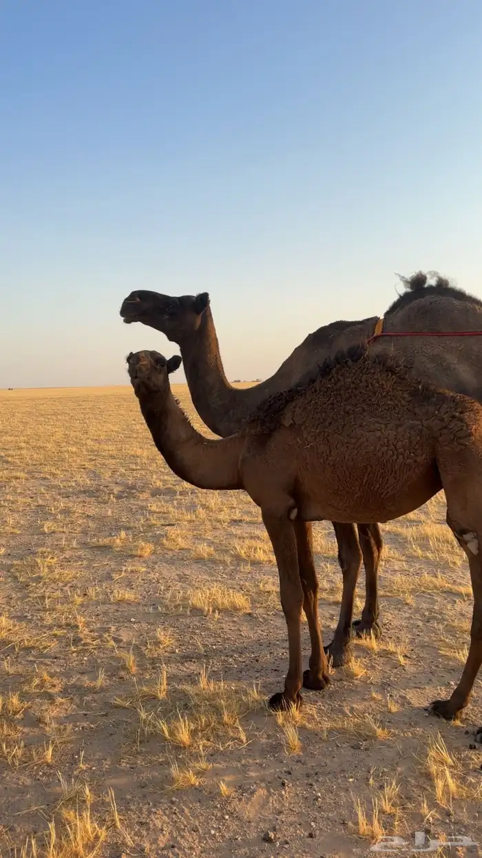 خلفه للبيع. 1