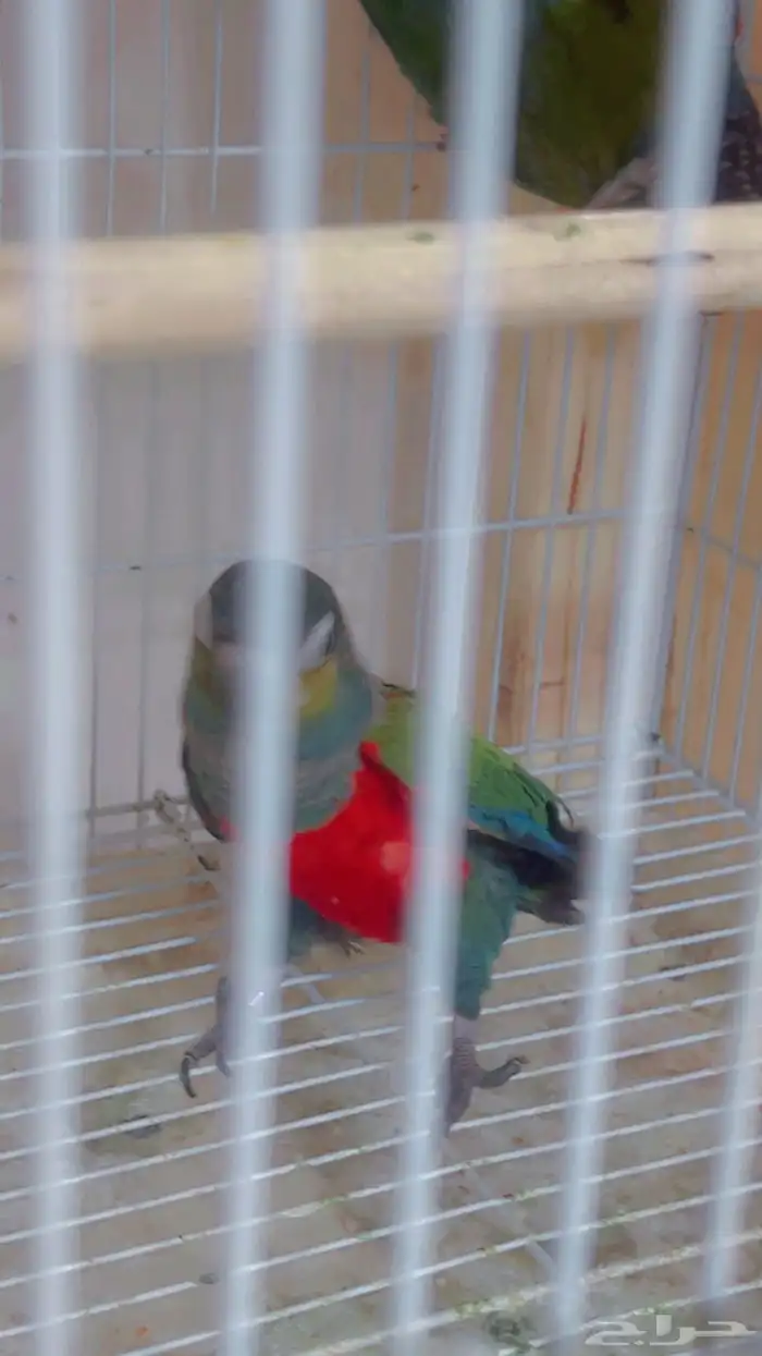 زوج كنيور كرمسون بفروخه 0