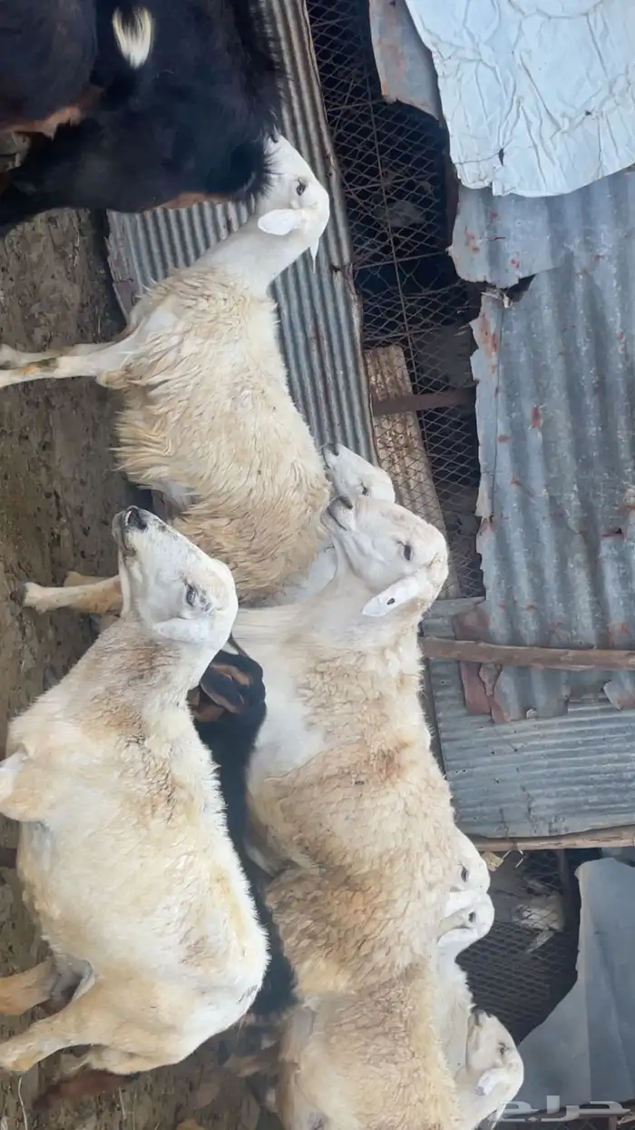 خروف حري 2