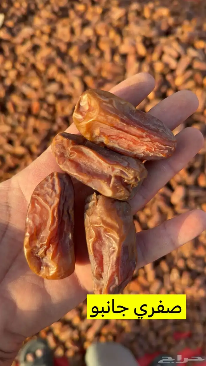 بيشه الجعبه 0