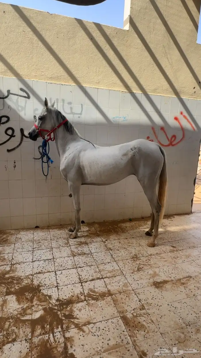 فرس شعبيه كفو 2