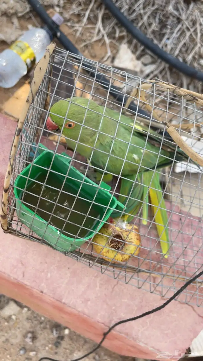 ببغاء دره للبيع 0
