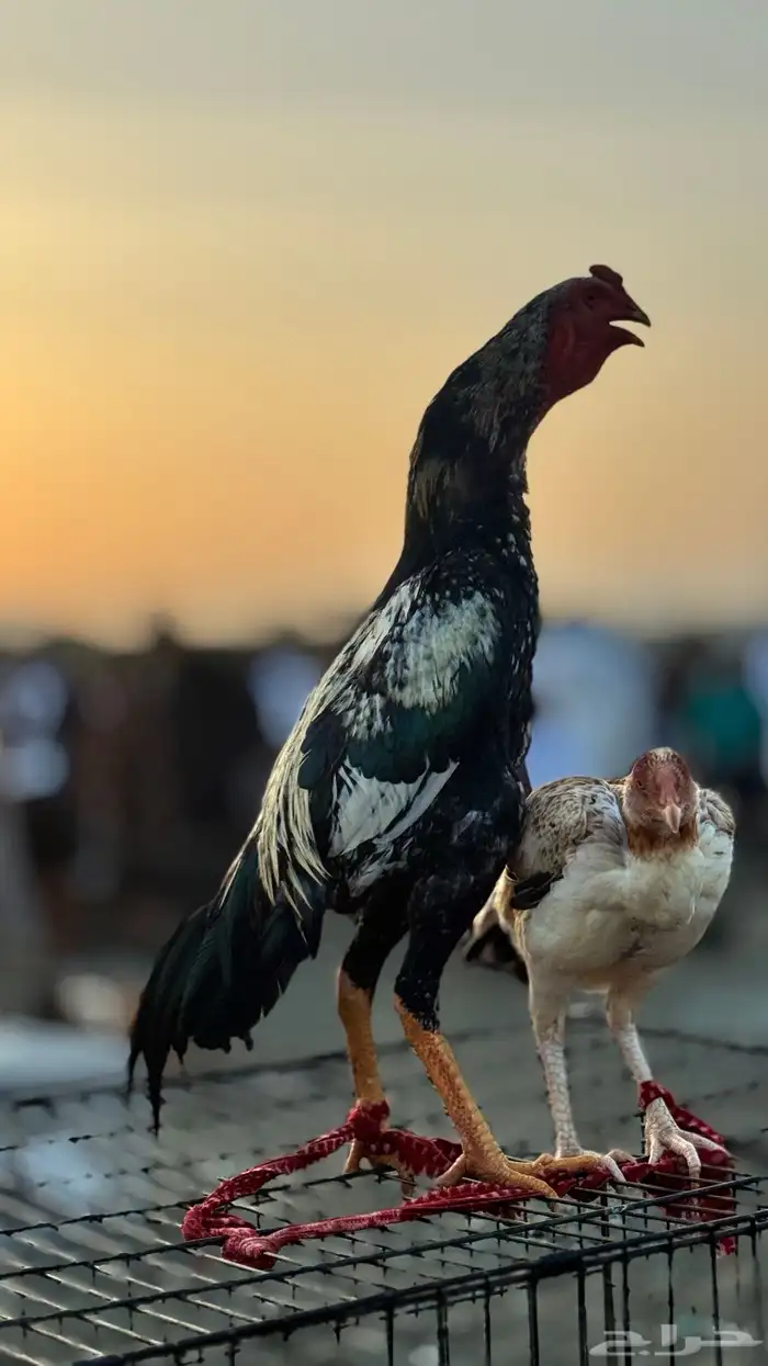 ديك سندي 0