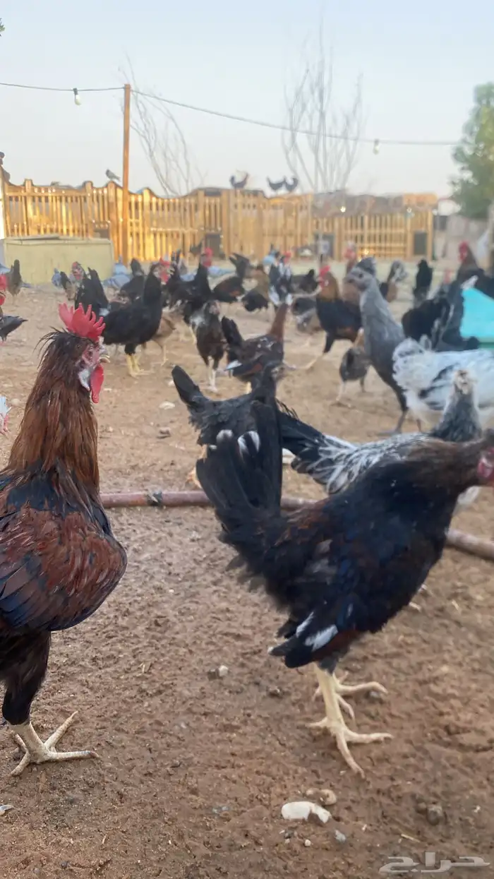 دجاج عربي شرط ديك وثلاث دجاج 0