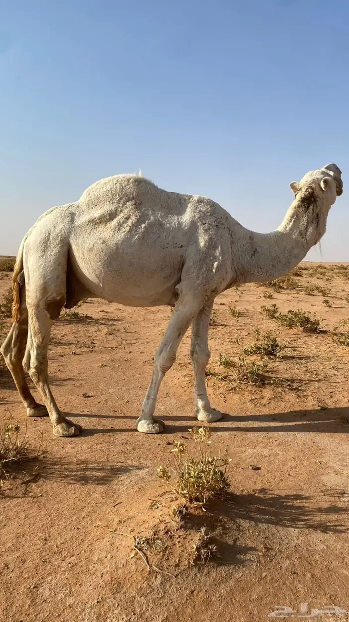 بعير للبيع 0
