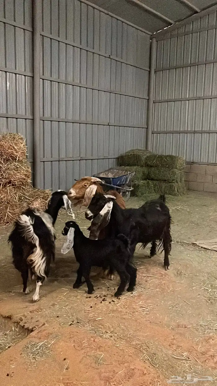 معزاء للبيع 3 تحتها 1 4