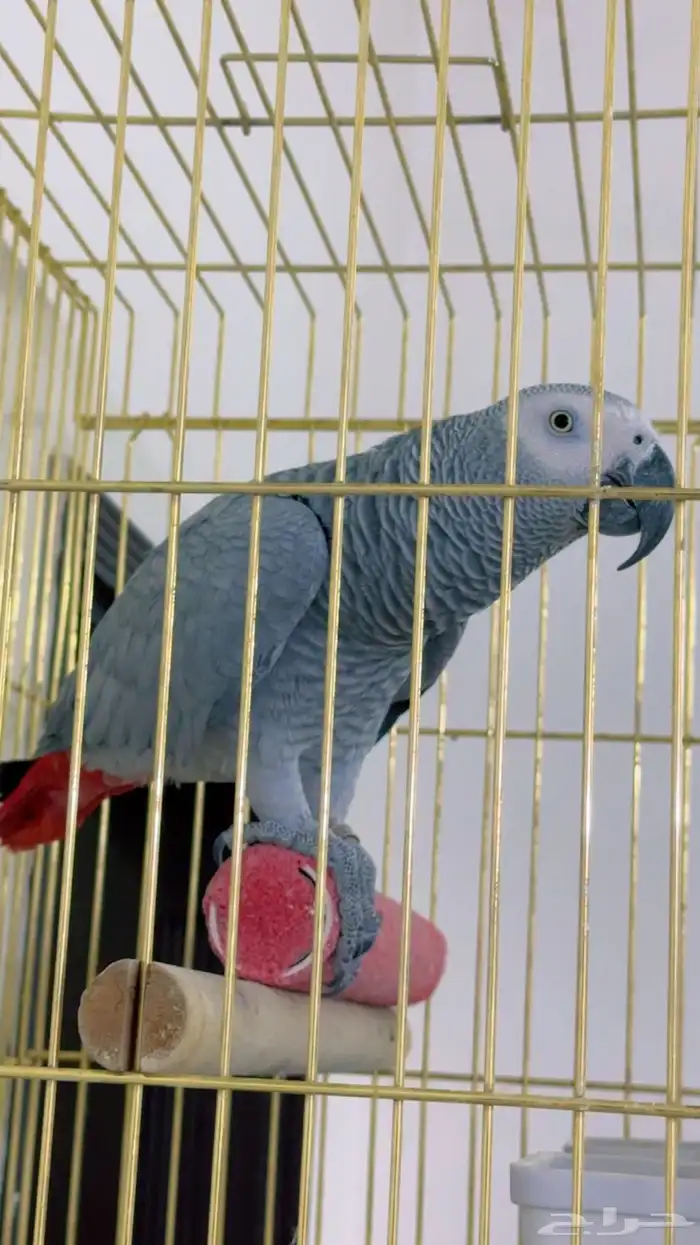 ببغا كاسكو بطل 0