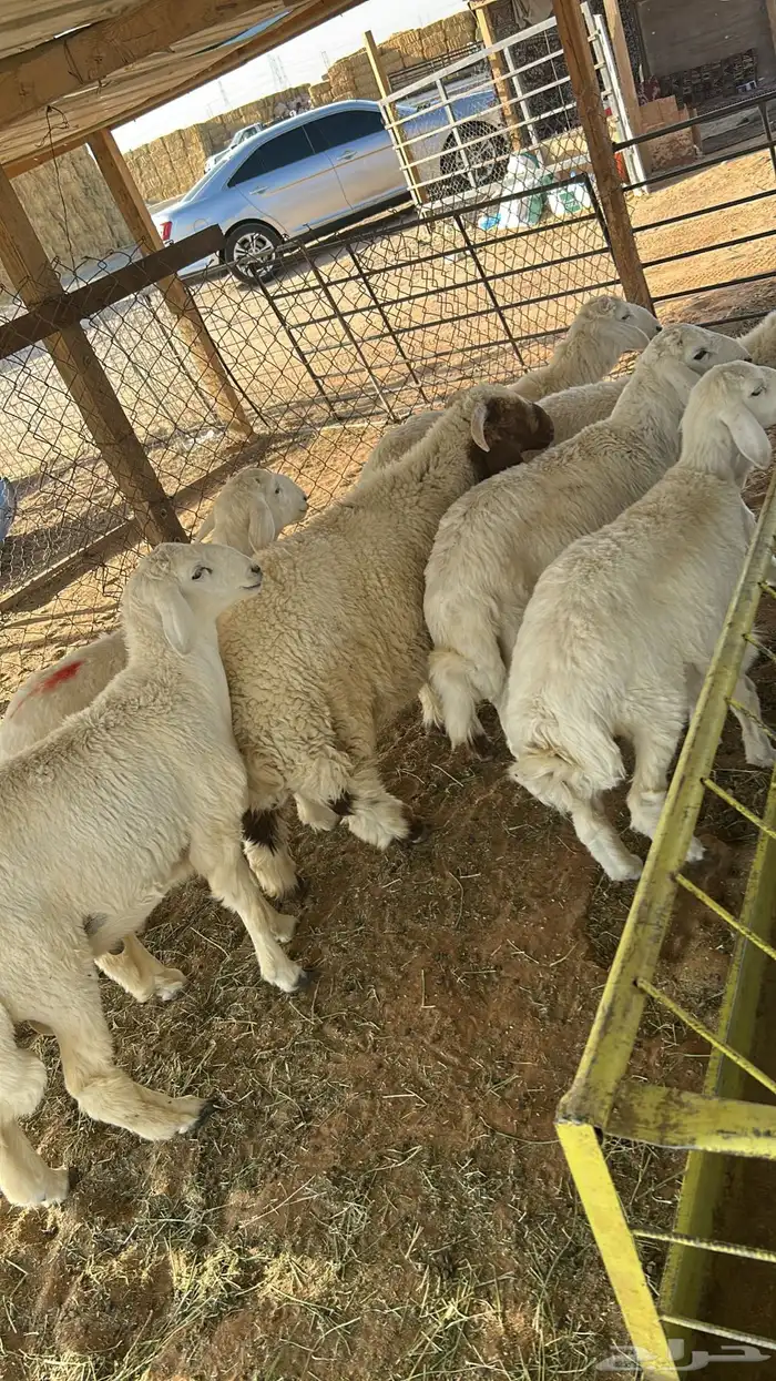 ذبايح حريات ونعيم 0