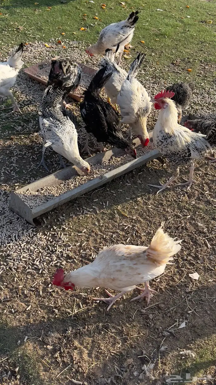 ديوك للبيع 2