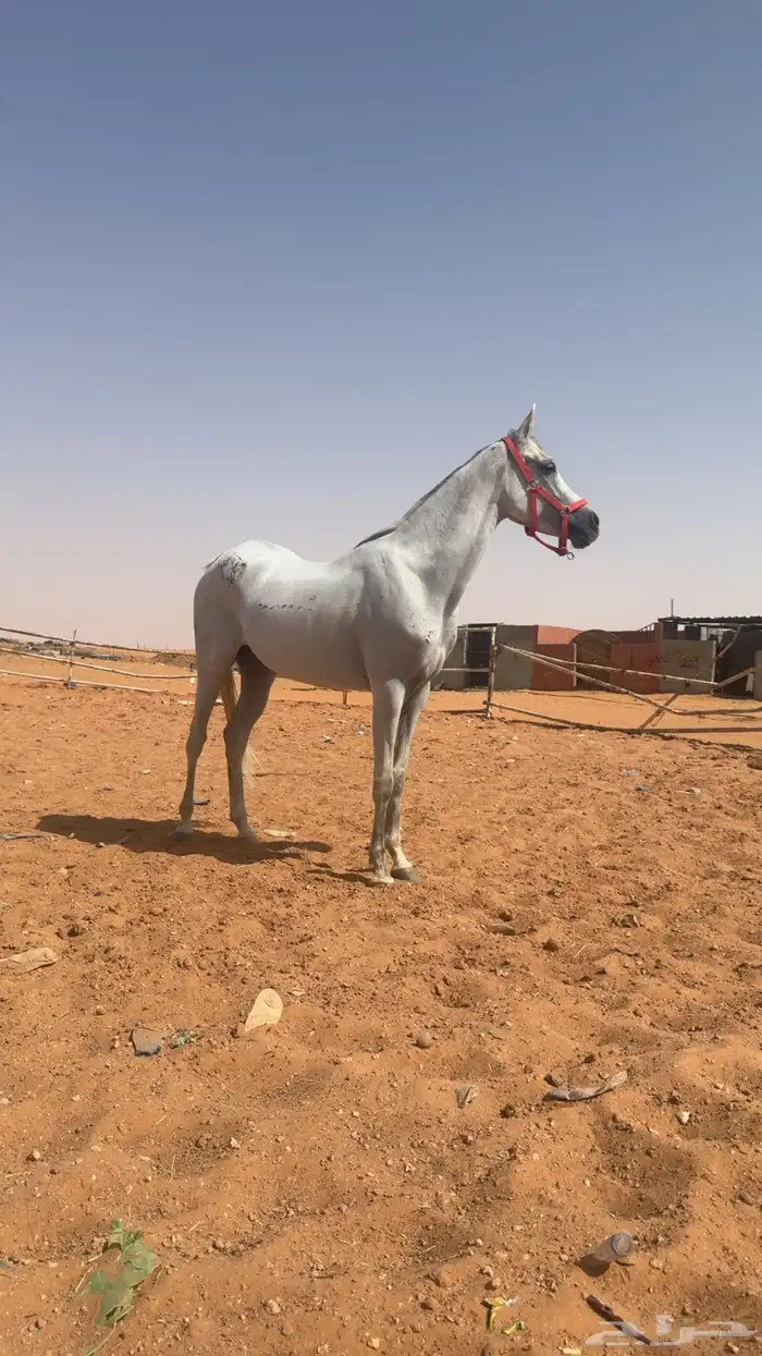 فرس شعبيه كفو 3