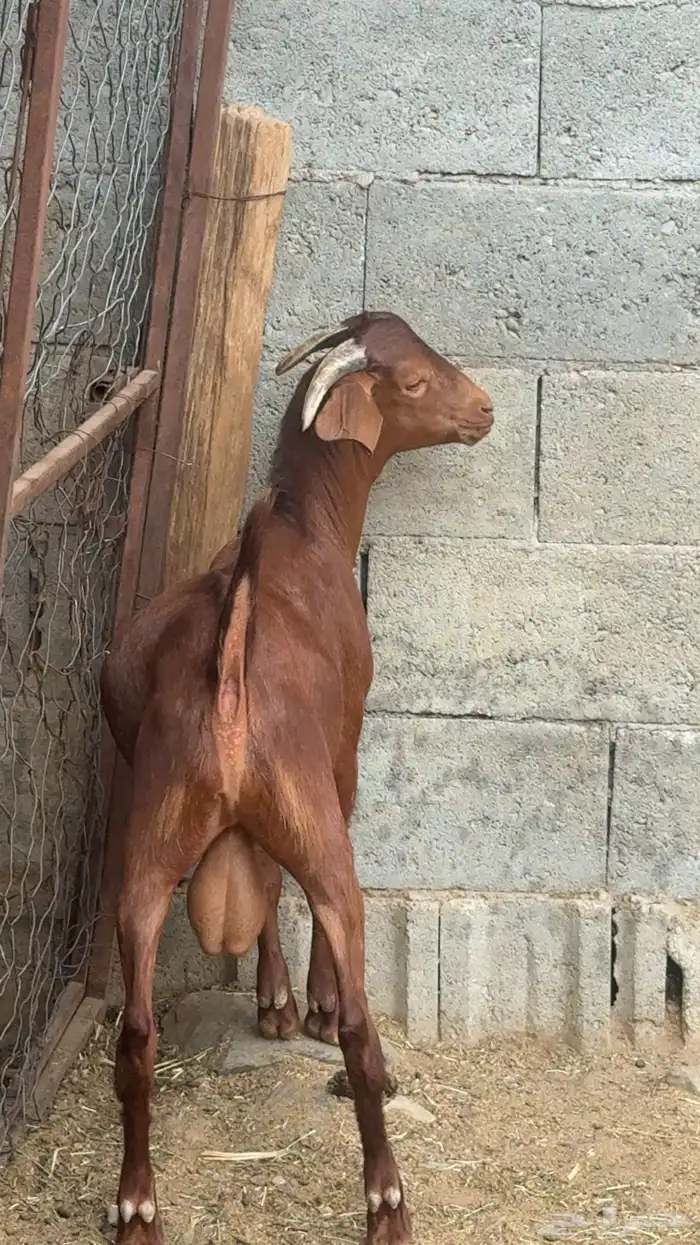 مشروع فحل ادهم كلهاري 5