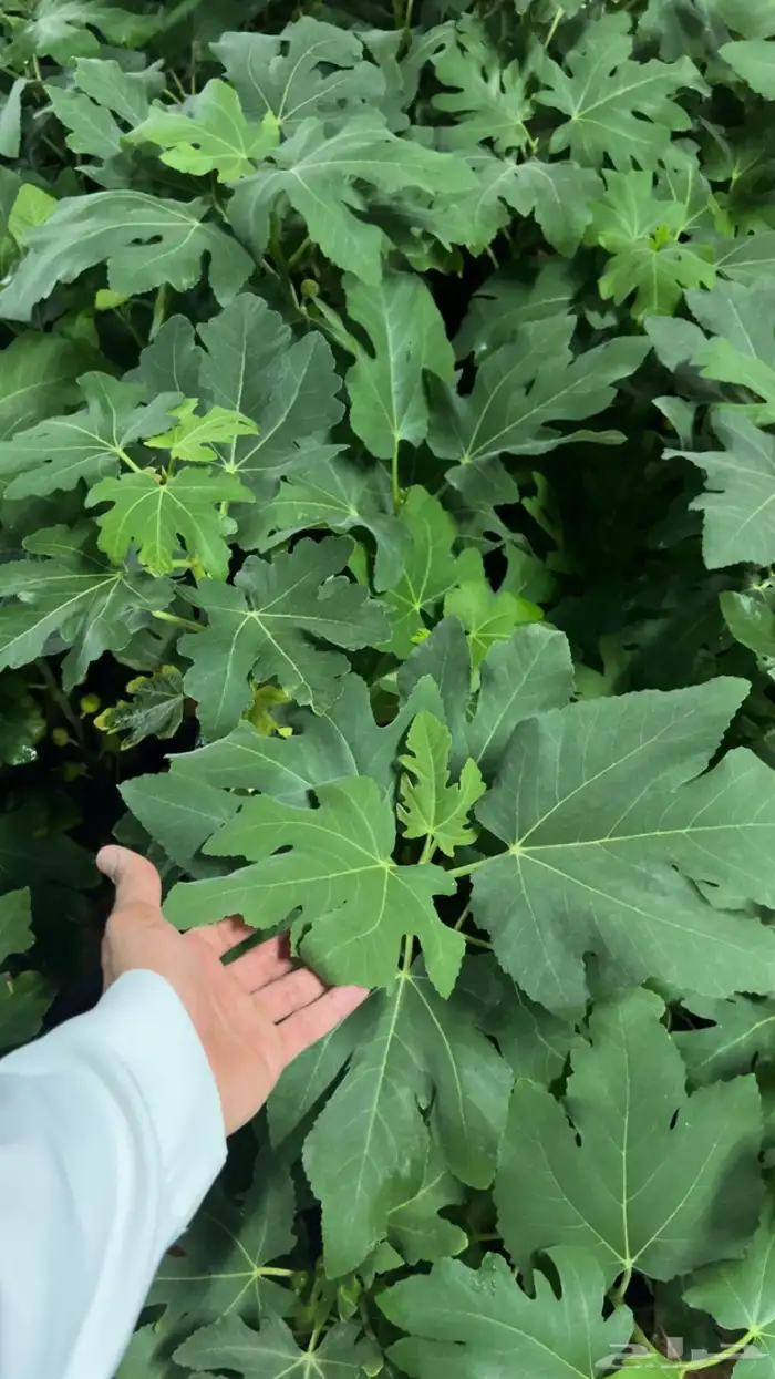 مشتل مؤسسة ميم للتشجير والزراعة جملة نيم نارجيل اشجار ظل 5