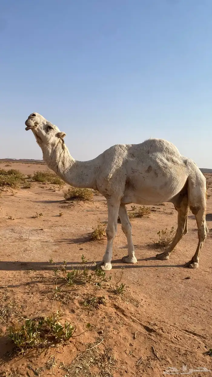 بعير للبيع 2