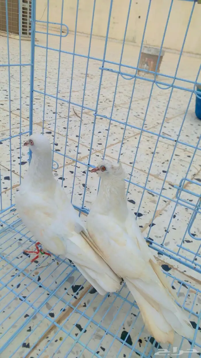 حمام زوج صنعاني 2