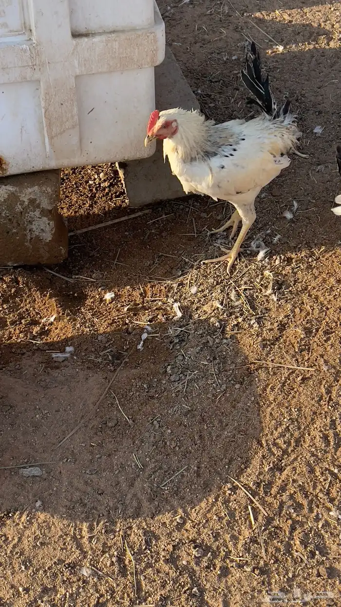 ديوك للبيع 0