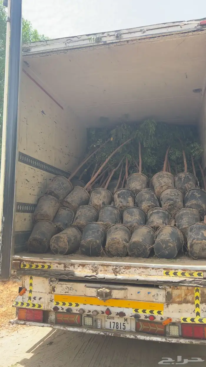 مشتل مؤسسة ميم للتشجير والزراعة جملة نيم نارجيل اشجار ظل 20