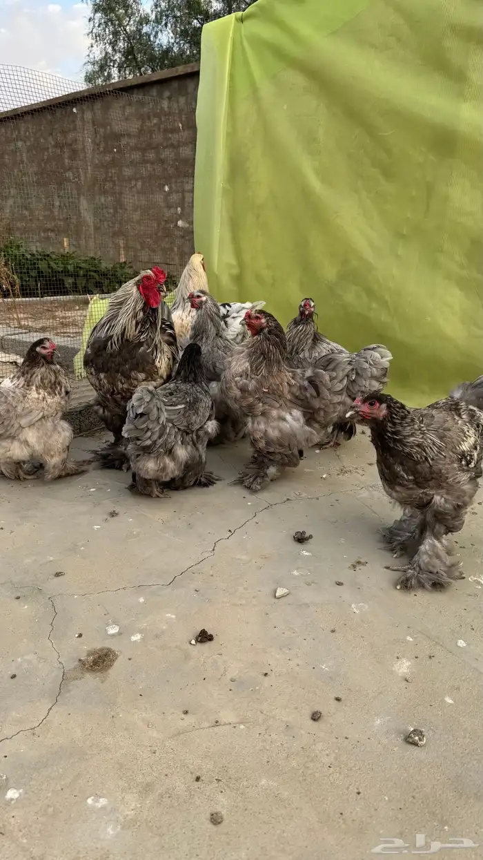 تم البيع 2
