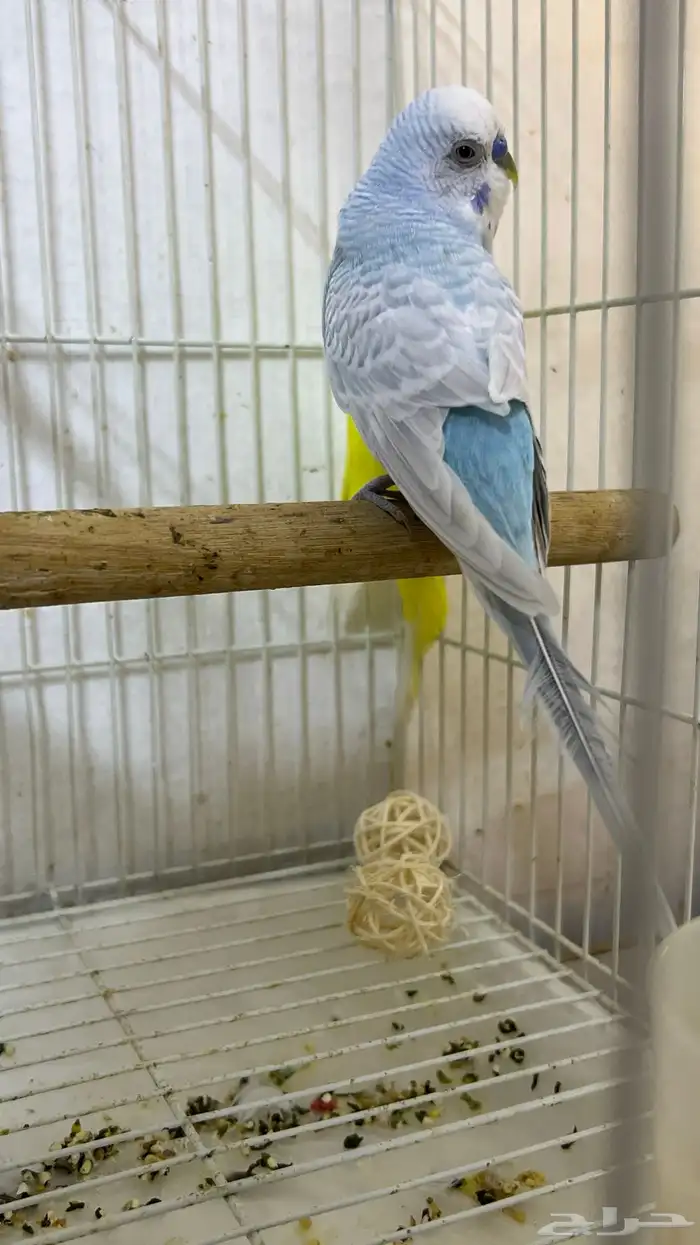 طيور ابادجي 0