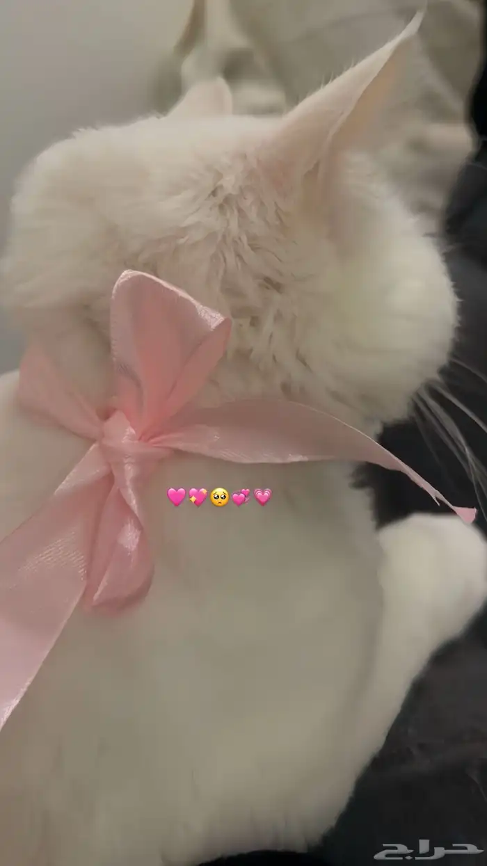 ملجأ فندق قطط منزلي مؤقت جده 8