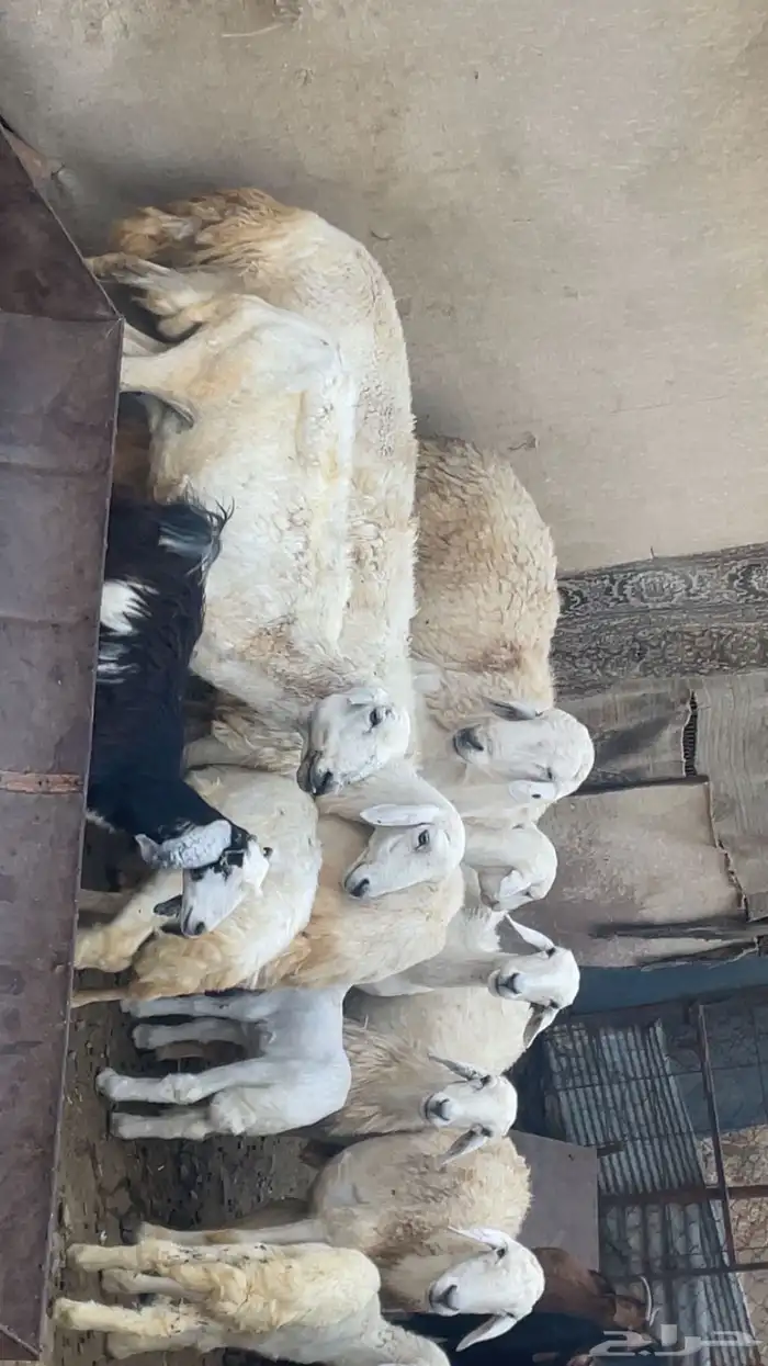 خروف حري 1
