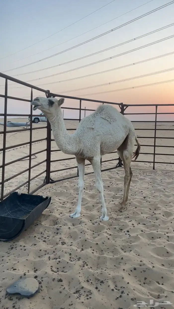 بكره سمين علي حليب امها 1