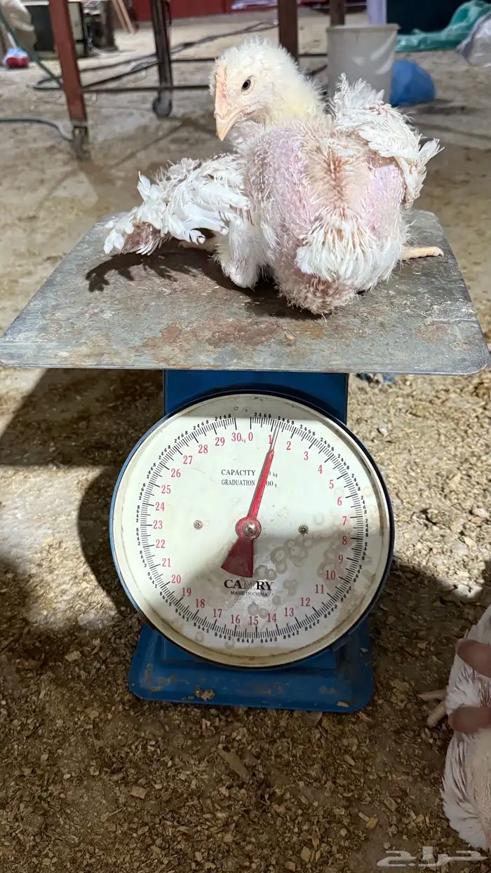 دجاج لاحم الوزن من 800 الى 1300 1