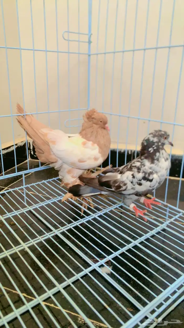 حمام عراقي 0